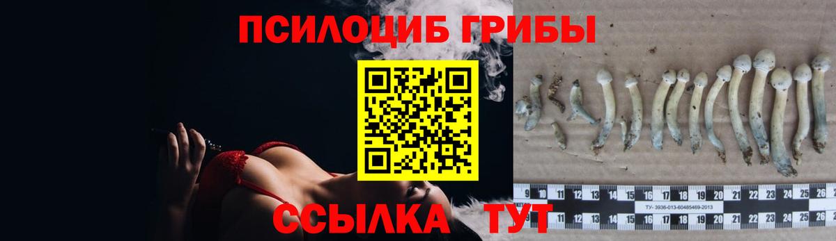 Ачхой-Мартан  Псилоцибиновые грибы прущие грибы  Вход с VPN 